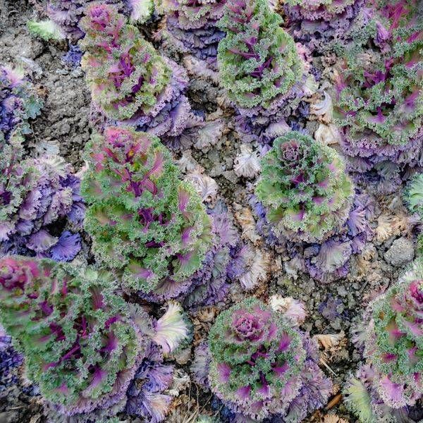 Flowering Cabbage 5 X5 2 Photography Art | Sonoma Fine Photography