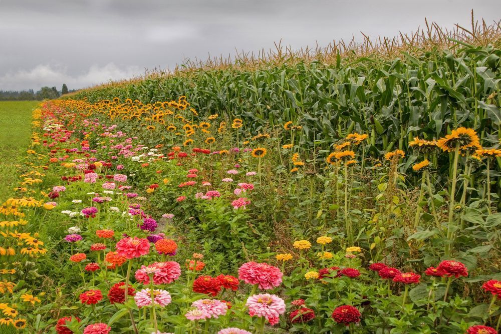 Flowers In The Cornfield Photography Art | Sonoma Fine Photography