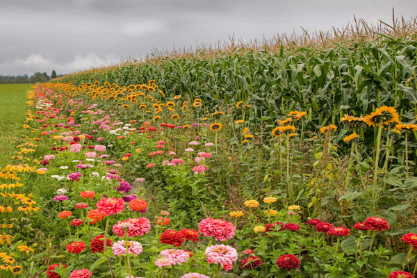 Flowers In The Cornfield Photography Art | Sonoma Fine Photography