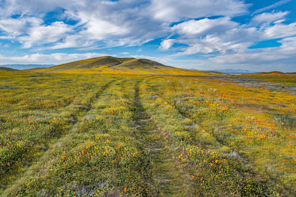 Field Of Wildflowers And Ruts Photography Art | Sonoma Fine Photography