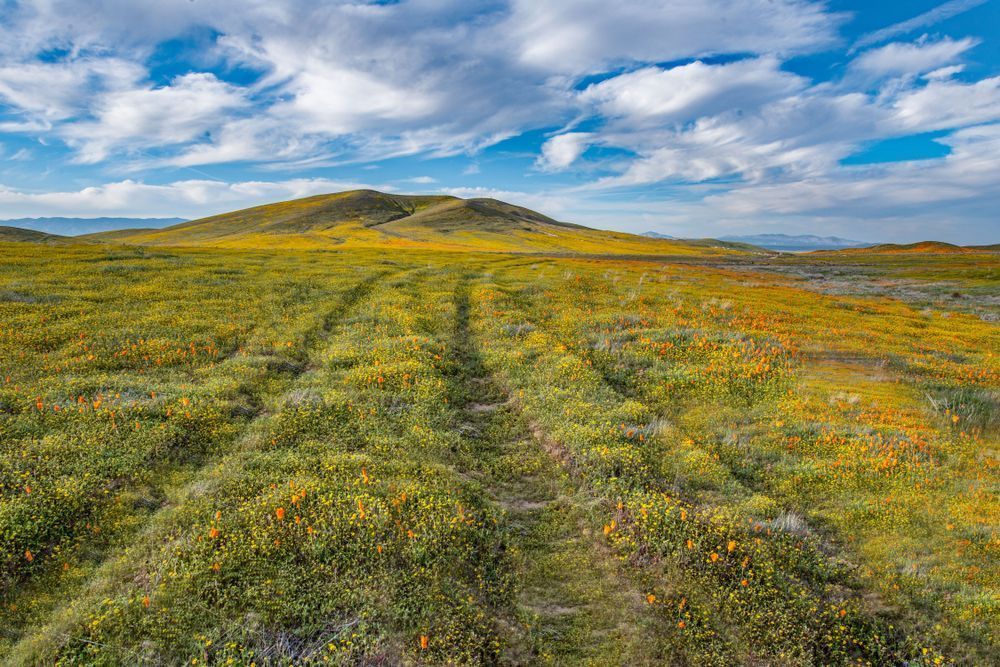 Field Of Wildflowers And Ruts Photography Art | Sonoma Fine Photography