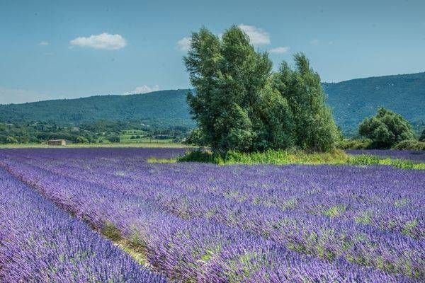 Fields Of Lavender Photography Art | Sonoma Fine Photography