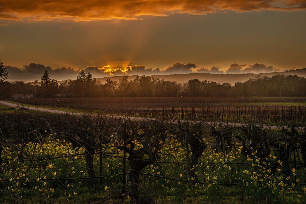 Vineyard Magic Photography Art | Sonoma Fine Photography