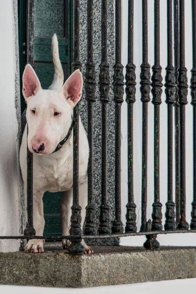 The Guard Dog Of évora Photography Art | Sonoma Fine Photography