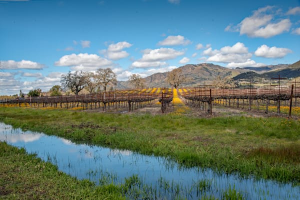 Golden Horizon Photography Art | Sonoma Fine Photography