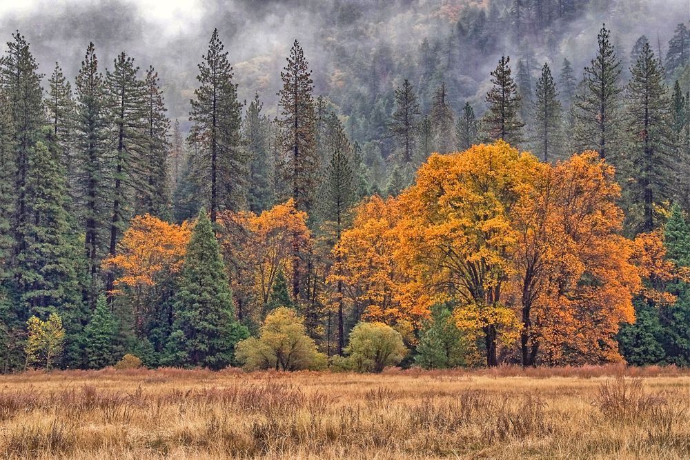 Golden Tree Photography Art | Sonoma Fine Photography