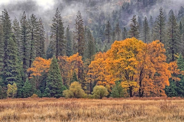 Golden Tree Photography Art | Sonoma Fine Photography