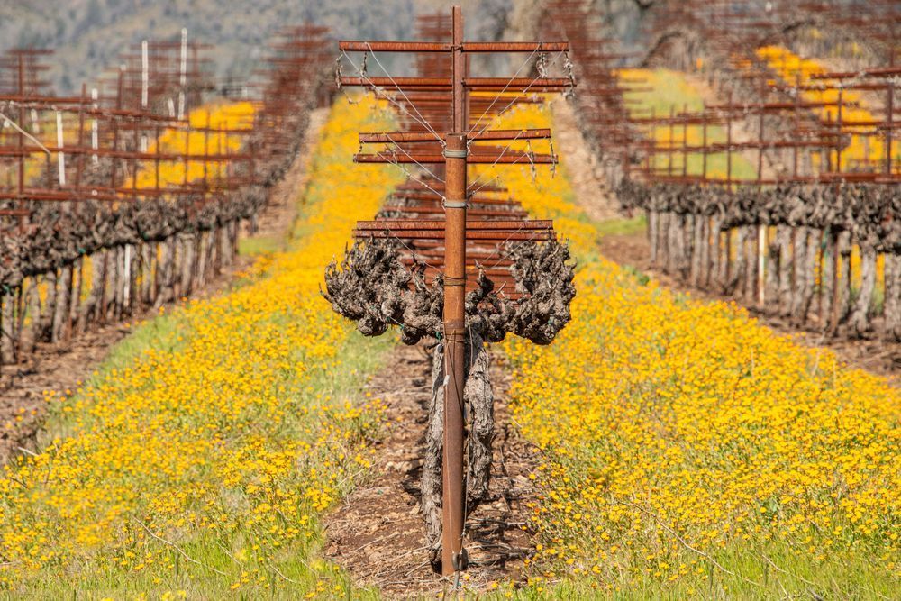 Vineyard Symmetry Photography Art | Sonoma Fine Photography
