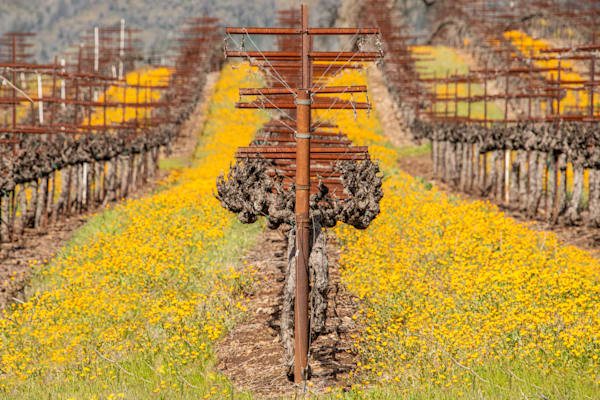Vineyard Symmetry Photography Art | Sonoma Fine Photography