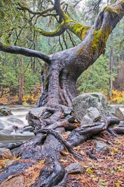 Gnarled Tree Photography Art | Sonoma Fine Photography