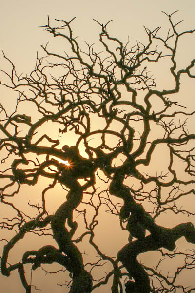 Twilight Entanglement Photography Art | Sonoma Fine Photography
