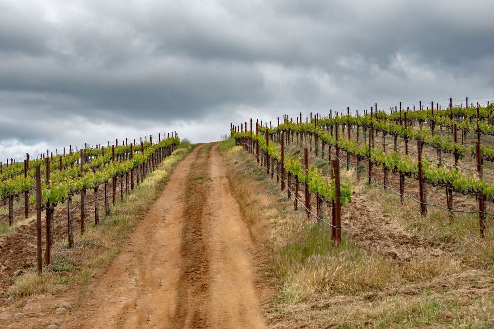 Dirt Road Photography Art | Sonoma Fine Photography