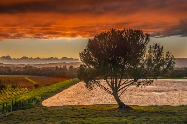 Evening Hush In The Vineyard Photography Art | Sonoma Fine Photography