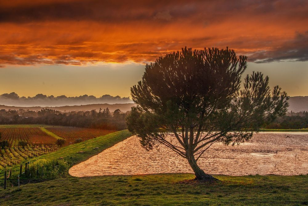 Evening Hush In The Vineyard Photography Art | Sonoma Fine Photography
