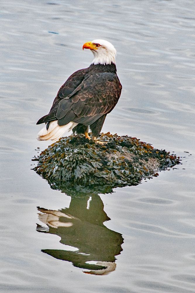Reflections Of A Lone Sentinel At Fidalgo Photography Art | Sonoma Fine Photography