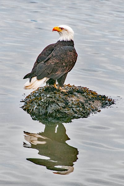 Reflections Of A Lone Sentinel At Fidalgo Photography Art | Sonoma Fine Photography