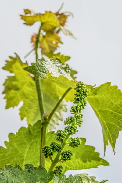 Emerging Grapes Photography Art | Sonoma Fine Photography