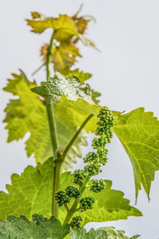 Emerging Grapes Photography Art | Sonoma Fine Photography