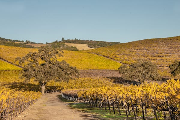 Down Chardonnay Road Photography Art | Sonoma Fine Photography
