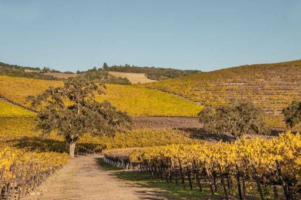 Vineyard Oak Photography Art | Sonoma Fine Photography