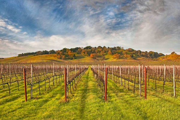 Vineyard Convergence Photography Art | Sonoma Fine Photography