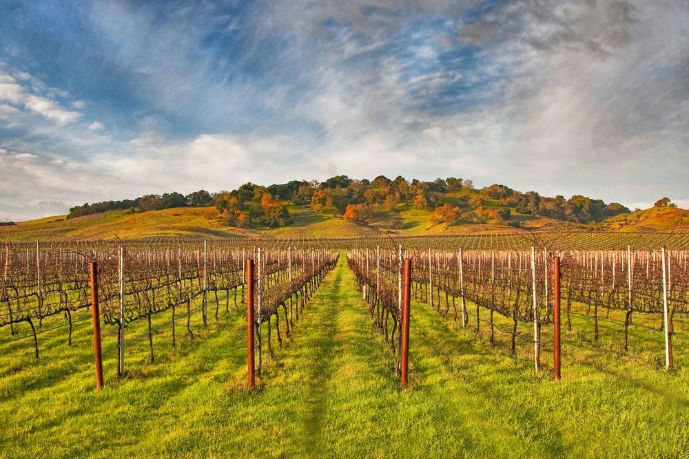Vineyard Convergence Photography Art | Sonoma Fine Photography