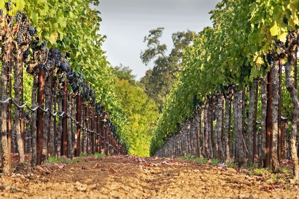 Vineyard Perspective Photography Art | Sonoma Fine Photography
