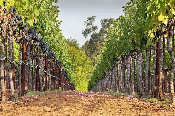 Vineyard Perspective Photography Art | Sonoma Fine Photography