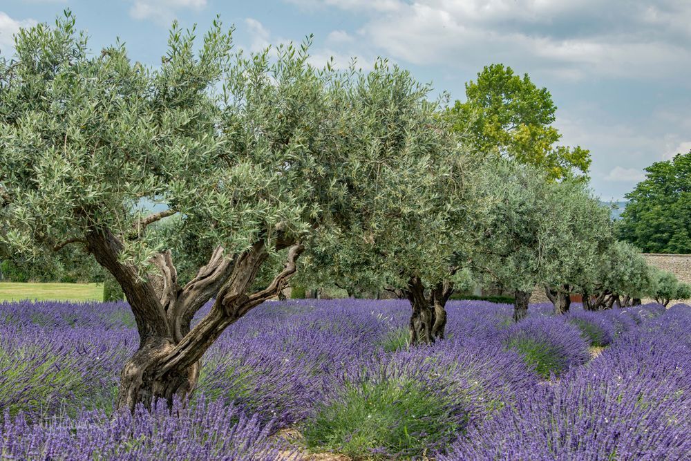 Olive Grove with Lavender 