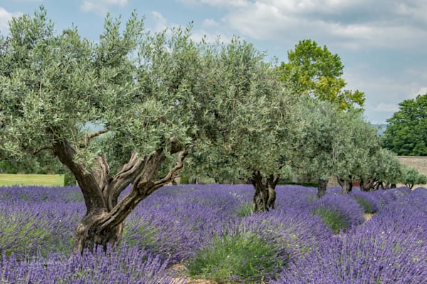 Olive Grove with Lavender 