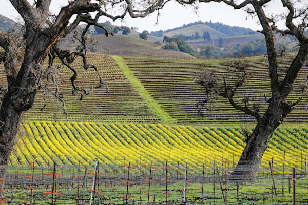 Mustard and Chardonnay