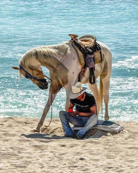 Horse Master 2 S Photography Art | Sonoma Fine Photography