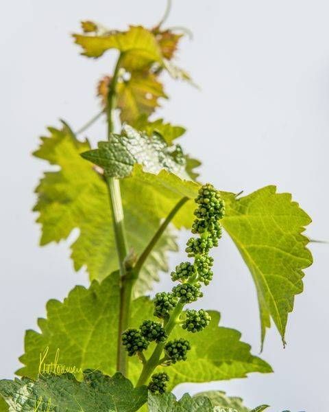Newborn Grapes Photography Art | Sonoma Fine Photography