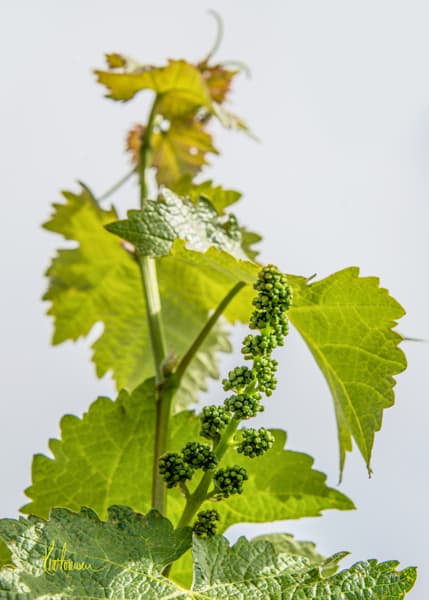 Emerging Grape Clusters Photography Art | Sonoma Fine Photography