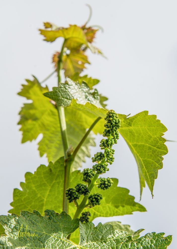 Emerging Grape Clusters Photography Art | Sonoma Fine Photography
