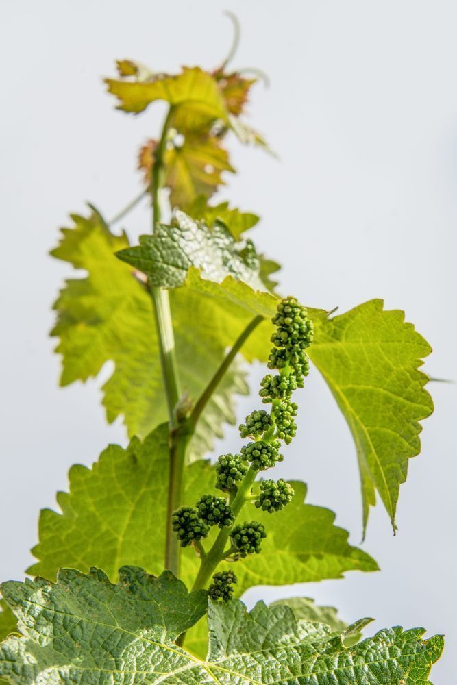 Newborn Grapes Photography Art | Sonoma Fine Photography