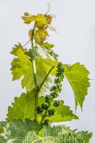 Newborn Grapes Photography Art | Sonoma Fine Photography