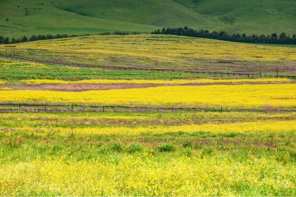 Napa Mustard Photography Art | Sonoma Fine Photography