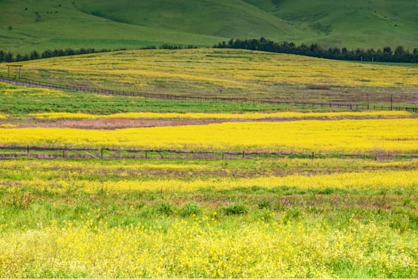 Napa Mustard Photography Art | Sonoma Fine Photography