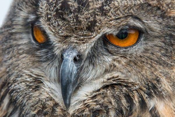 Horned Owl Of Amsterdam Photography Art | Sonoma Fine Photography