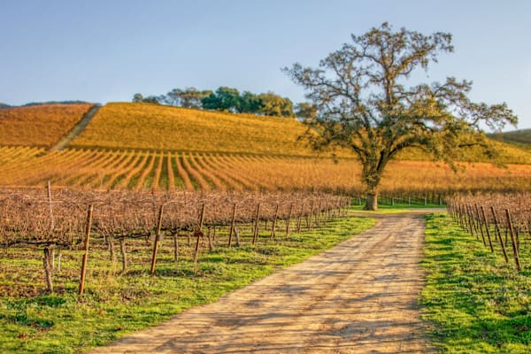 Along The Vineyard Path Photography Art | Sonoma Fine Photography