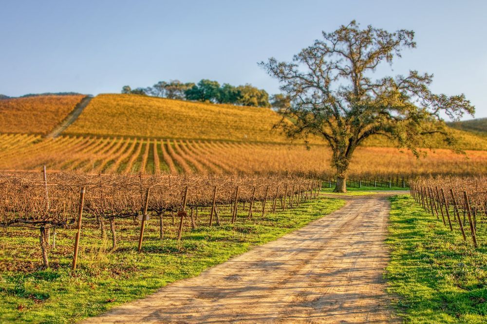Along The Vineyard Path Photography Art | Sonoma Fine Photography