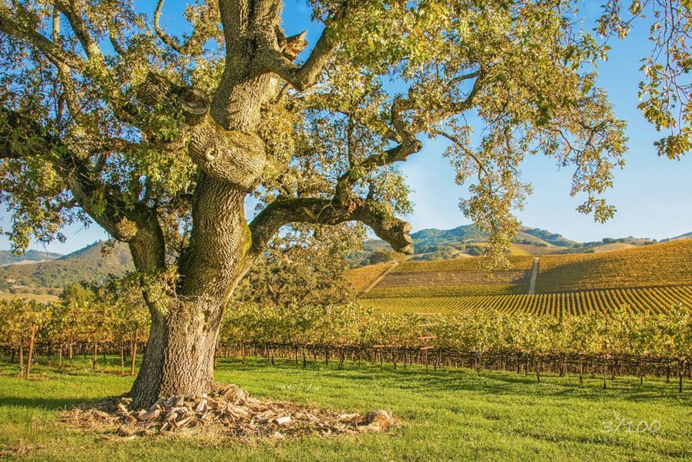 Oak Sentinel Photography Art | Sonoma Fine Photography