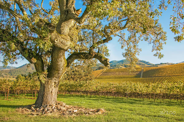 Oak Sentinel Photography Art | Sonoma Fine Photography