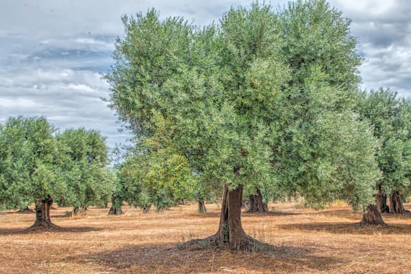 Olive Grove In Puglia Photography Art | Sonoma Fine Photography