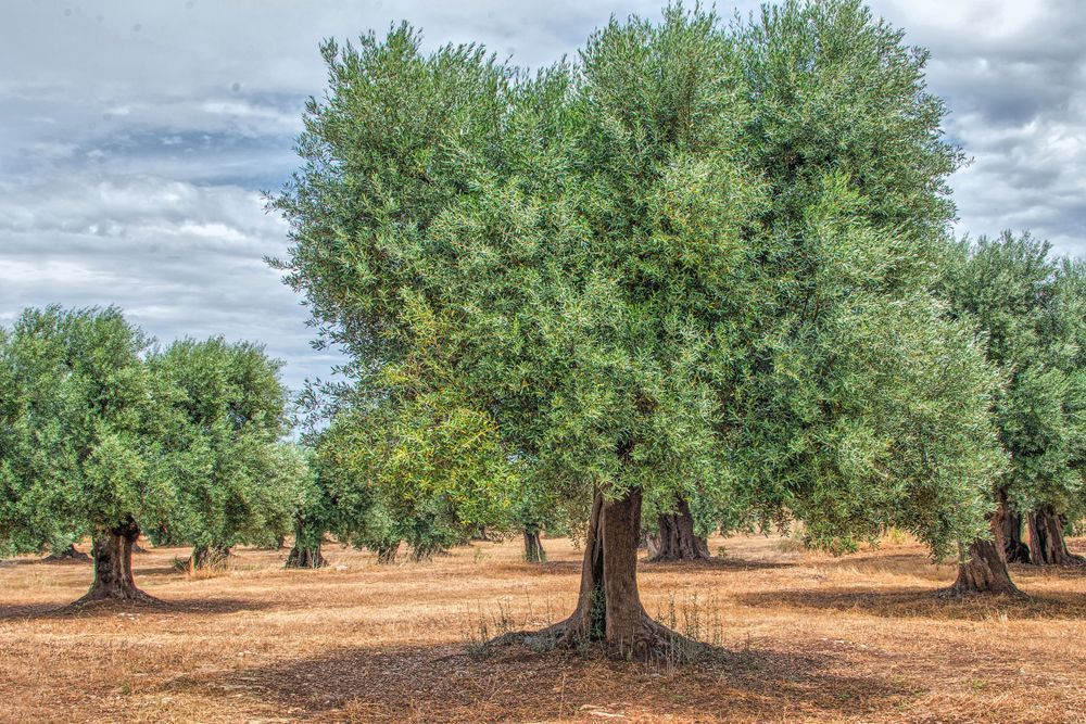 Olive Grove In Puglia Photography Art | Sonoma Fine Photography