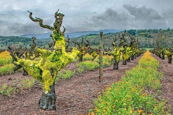 Old Mr. Zin Photography Art | Sonoma Fine Photography