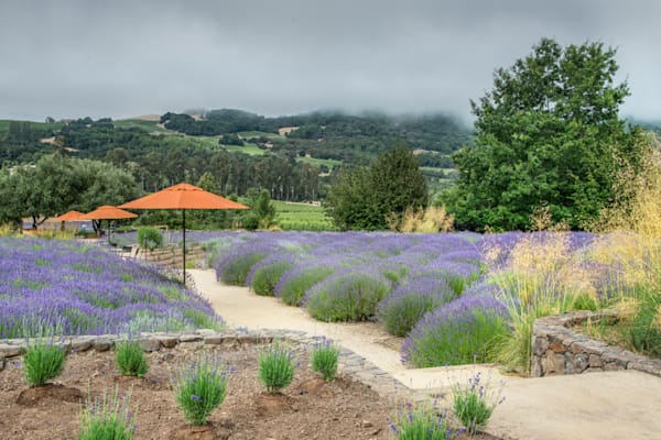 Lavender Pathway Photography Art | Sonoma Fine Photography