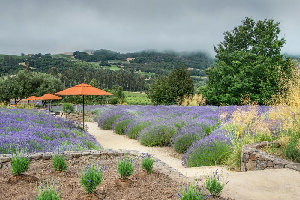 Lavender Pathway Asf Photography Art | Sonoma Fine Photography