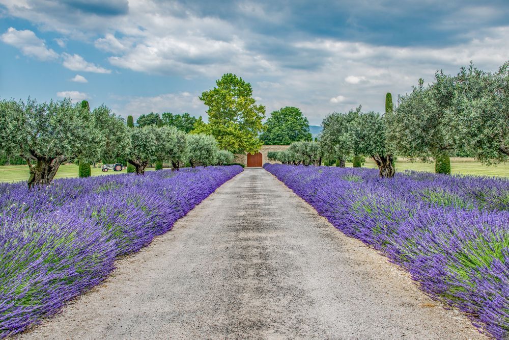 Lavender Driveway Mar 2025 Photography Art | Sonoma Fine Photography